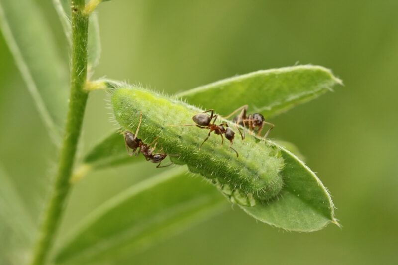 Raupe des Esparsetten-Bläulings (Polyommatus thersites) wird von Ameisen (Lasius) besucht