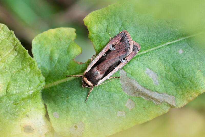 Ochropleura leucogaster (Schmetterling, Eulenfalter, Noctuidae)