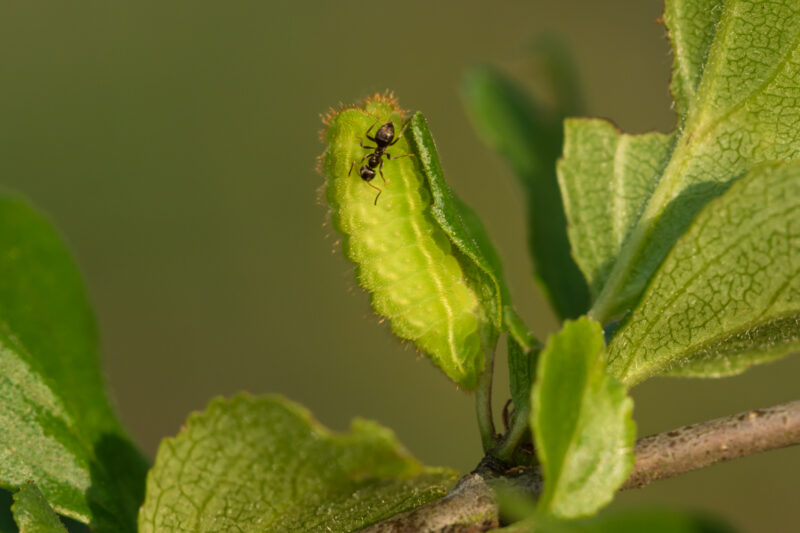Raupe des Kreuzdorn-Zipfelfalters (Satyrium spini) wird von Ameise besucht