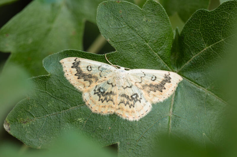 Ahorn-Gürtelpuppenspanner (Cyclophora annularia)