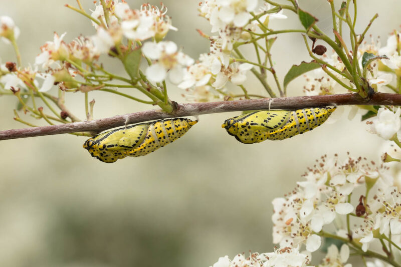 Baumweißling (Aporia crataegi) Puppen