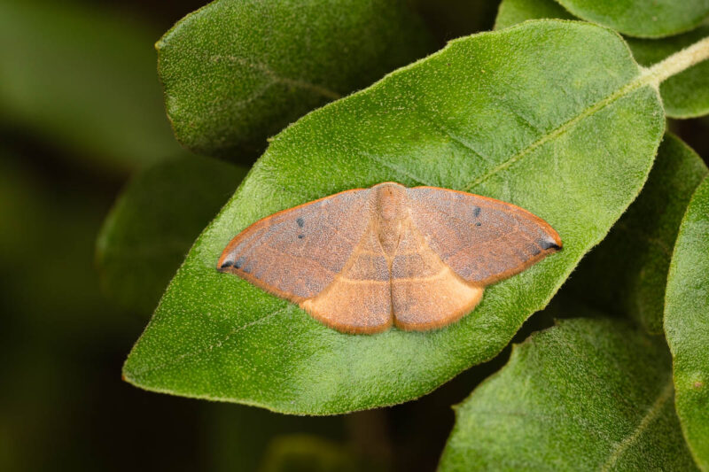 Blauglänzender Eichensichler (Watsonalla uncinula)