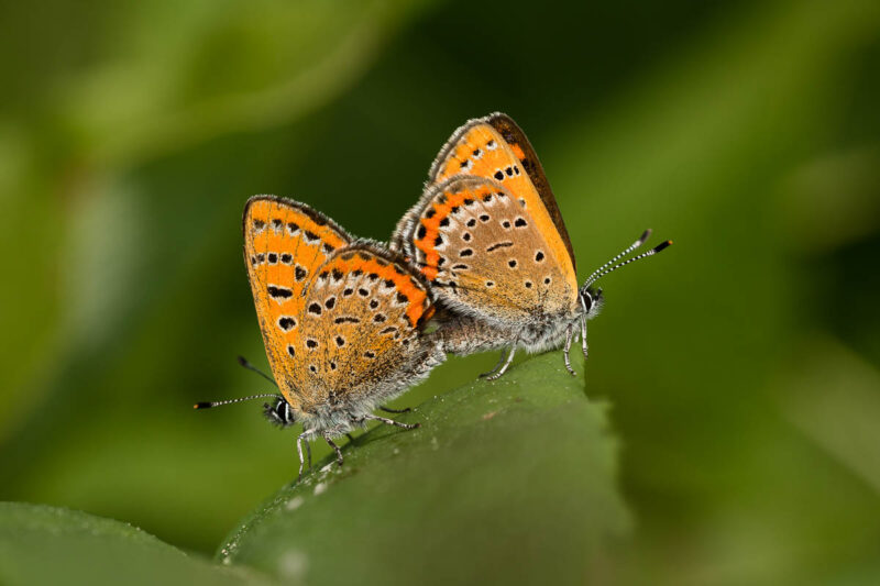 rfalter (Lycaena helle) Paarung