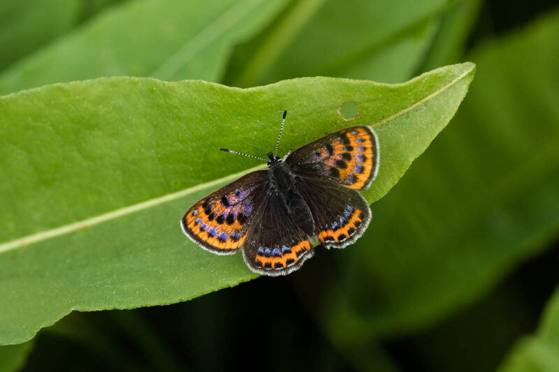 Blauschillernder Feuerfalter (Lycaena helle) Weibchen