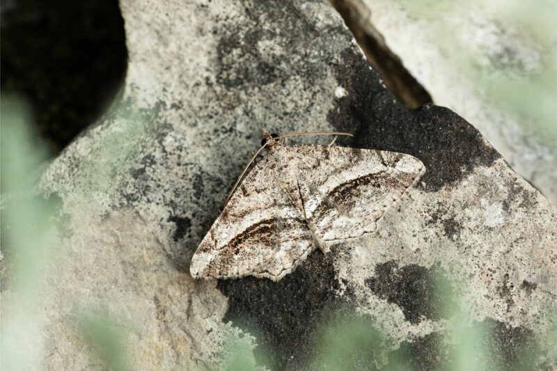 Tamarisken-Spanner (Chiasmia aestimaria)