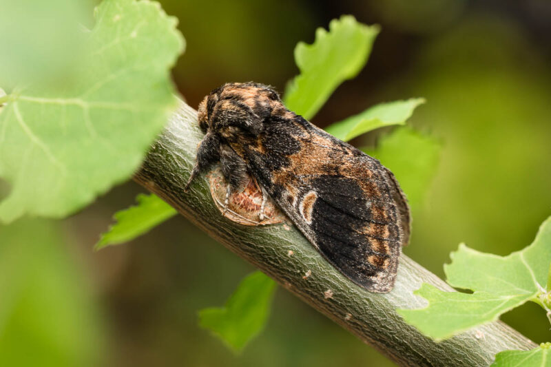 Espen-Zahnspinner (Notodonta tritophus)