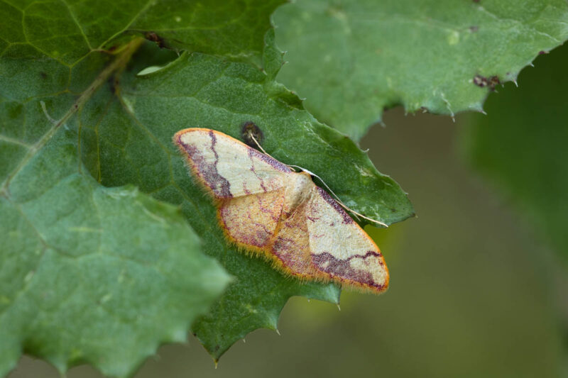 Idaea ostrinaria