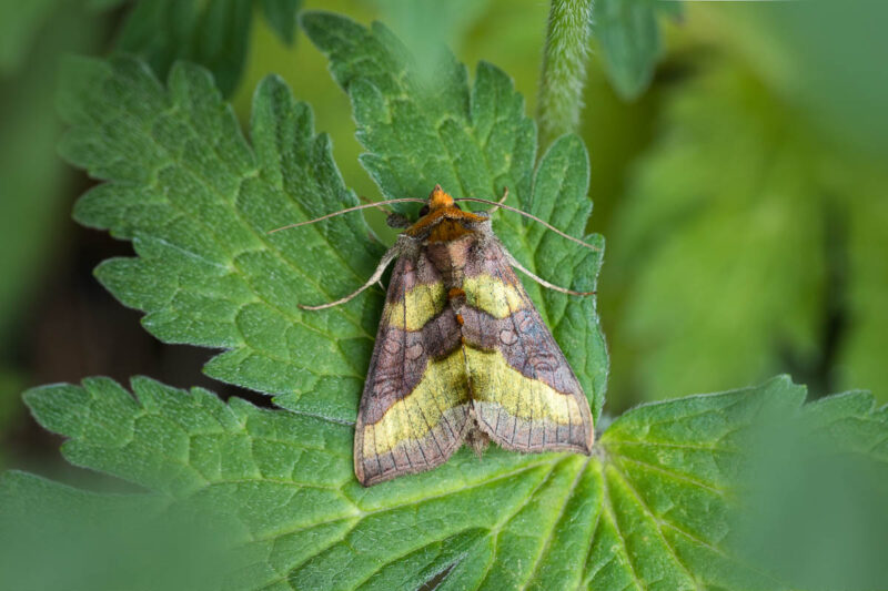 Messingeule (Diachrysia chrysitis)
