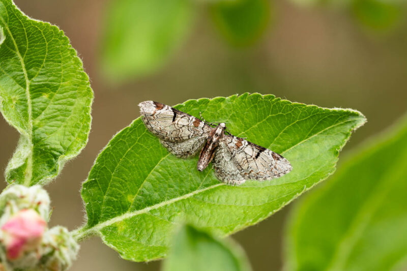 Obsthain-Blütenspanner (Eupithecia insigniata)