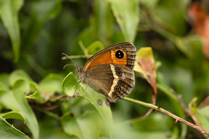 Pyronia bathseba Unterseite
