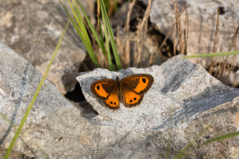 Pyronia bathseba Oberseite
