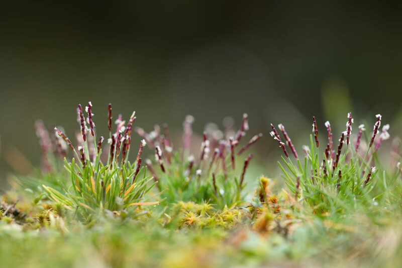 Sand-Zwerggras (Mibora minima)