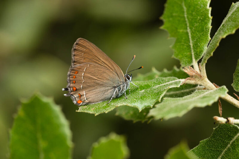 Satyrium esculi