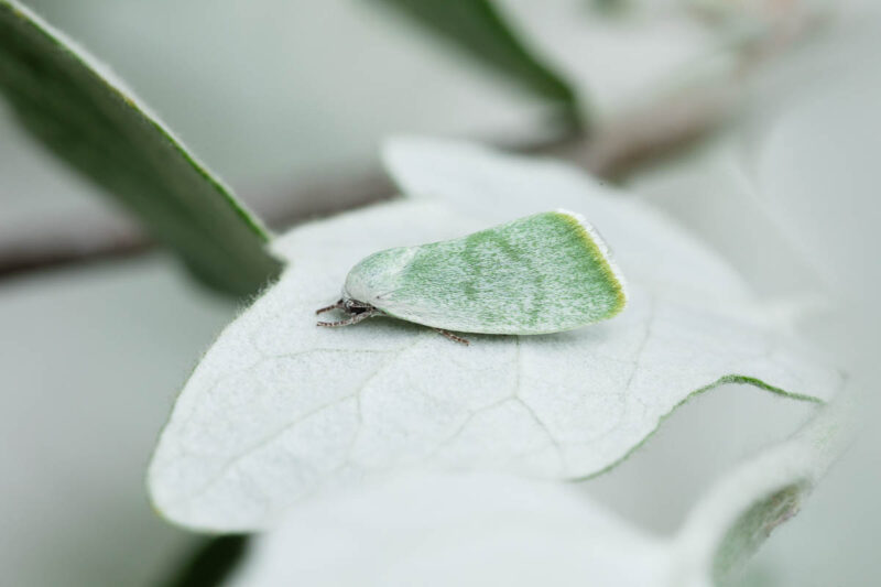 Silberpappel-Kahneulchen (Earias vernana)