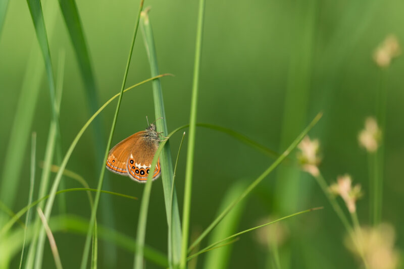 Wald-Wiesenvögelchen (Coenonympha hero)
