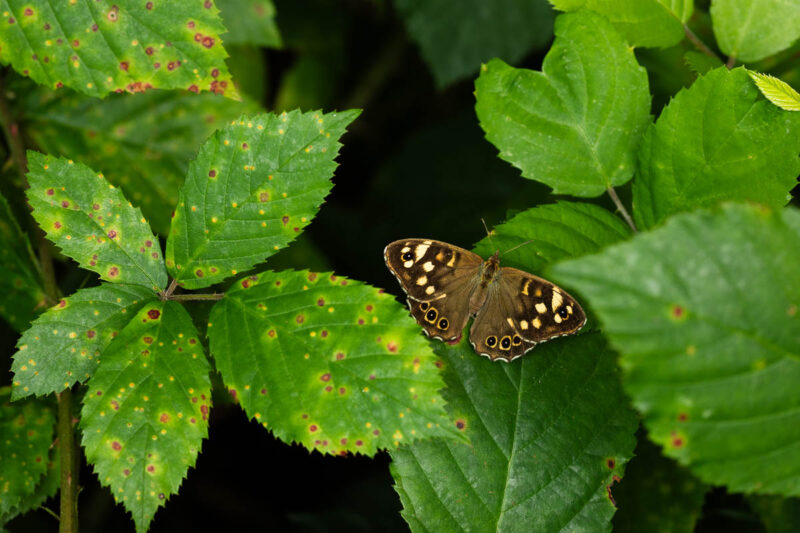 Waldbrettspiel (Pararge aegeria)