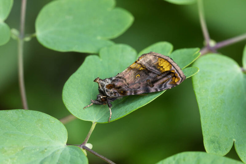 Wiesenrauten-Goldeule (Lamprotes c-aureum)