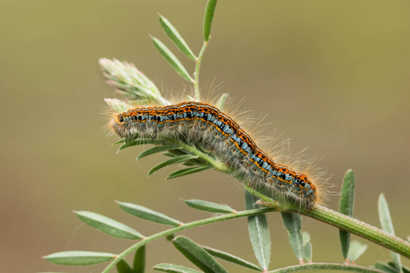 Wolfsmilch-Ringelspinner (Malacosoma castrensis) Raupe